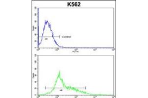 Flow cytometric analysis of k562 cells (bottom histogram) compared to a negative control cell (top histogram). (PARD3 antibody  (C-Term))