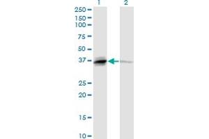 Western Blotting (WB) image for anti-Tumor Necrosis Factor (Ligand) Superfamily, Member 13b (TNFSF13B) (AA 1-285) antibody (ABIN524128)