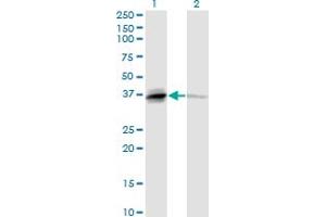 Western Blot analysis of TNFSF13B expression in transfected 293T cell line by TNFSF13B monoclonal antibody (M04), clone 2C11. (BAFF antibody  (AA 1-285))