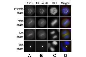 Immunofluorescence: Aurora C antibody staining of HeLa cells, expressing GFP-Aurora C, at different cellular mitotic stages as primary antibody (A), GFP Fluorescence (B), DAPI nuclear staining (C), and AP13519PU-N merged to DAPI staining (D). (Aurora Kinase C antibody  (N-Term))