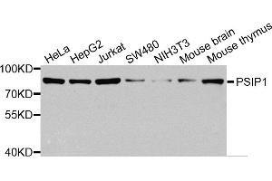 Western blot analysis of extracts of various cell lines, using PSIP1 antibody. (PSIP1 antibody)