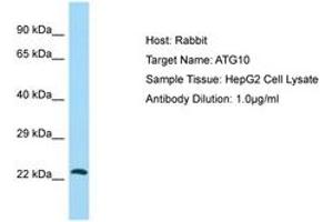 Image no. 1 for anti-Autophagy Related 10 (ATG10) (C-Term) antibody (ABIN6749947) (ATG10 antibody  (C-Term))