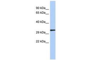 Image no. 1 for anti-NK2 Homeobox 2 (Nkx2-2) (N-Term) antibody (ABIN6742264) (Nkx2-2 antibody  (N-Term))