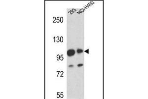 ML1 Antibody (Center) (ABIN655505 and ABIN2845021) western blot analysis in 293,NCI- cell line lysates (35 μg/lane). (MAML1 antibody  (AA 198-225))