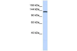 VARS antibody used at 1 ug/ml to detect target protein.
