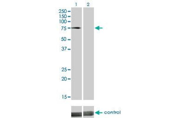 DMPK antibody  (AA 303-420)