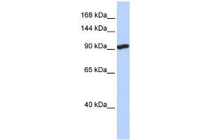 WB Suggested Anti-SIDT2 Antibody Titration:  0.