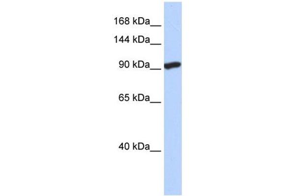 SIDT2 抗体  (N-Term)