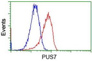 Flow cytometric Analysis of Hela cells, using anti-PUS7 antibody (ABIN2453556), (Red), compared to a nonspecific negative control antibody (TA50011), (Blue). (PUS7 antibody)