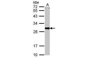 Image no. 2 for anti-VAMP (Vesicle-Associated Membrane Protein)-Associated Protein A, 33kDa (VAPA) (AA 79-92) antibody (ABIN467553) (VAPA antibody  (AA 79-92))