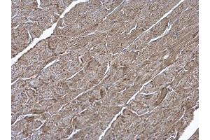 IHC-P Image ATP6V1H antibody [N3C3] detects ATP6V1H protein at cytoplasm on mouse heart by immunohistochemical analysis. (ATP6V1H antibody  (Center))