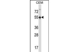 POU3F3 Antibody (Center) (ABIN657418 and ABIN2846455) western blot analysis in CEM cell line lysates (35 μg/lane). (POU3F3 antibody  (AA 294-323))