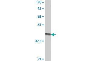 Western Blot detection against Immunogen (36. (RAB33B antibody  (AA 117-206))