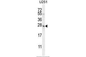 BHLHA15 Antibody (C-term) western blot analysis in U251 cell line lysates (35µg/lane). (BHLHA15 antibody  (C-Term))