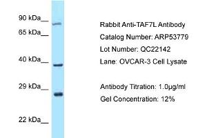Western Blotting (WB) image for anti-TAF7-Like RNA Polymerase II, TATA Box Binding Protein (TBP)-Associated Factor, 50kDa (TAF7L) (C-Term) antibody (ABIN2785574) (TAF7L antibody  (C-Term))