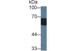 Western Blot; Sample: Porcine Skin lysate; Primary Ab: 1µg/ml Rabbit Anti-Porcine CD14 Antibody Second Ab: 0. (CD14 antibody  (AA 21-373))