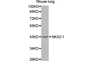 Western blot analysis of extracts of mouse lung cell line, using NKX2-1 antibody. (NKX2-1 antibody)