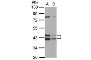 Image no. 2 for anti-DnaJ (Hsp40) Homolog, Subfamily A, Member 3 (DNAJA3) (AA 1-446) antibody (ABIN1497866) (DNAJA3 antibody  (AA 1-446))