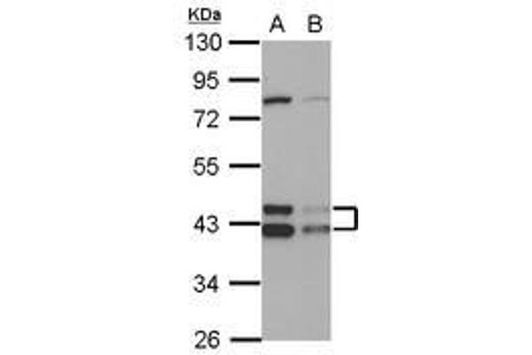 DNAJA3 抗体  (AA 1-446)