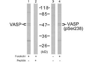 Image no. 2 for anti-Vasodilator-Stimulated phosphoprotein (VASP) (Ser238) antibody (ABIN197383) (VASP antibody  (Ser238))