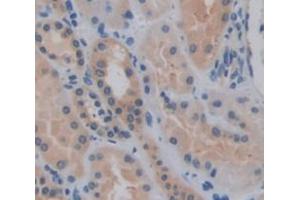 Figure. (Indian Hedgehog antibody  (AA 240-399))