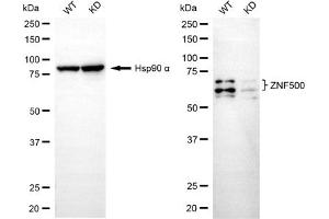 Western blotting analysis using ZNF500 antibody (ABIN7800897). (ZNF500 antibody)