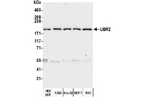Western Blotting (WB) image for anti-Ubiquitin Protein Ligase E3 Component N-Recognin 2 (UBR2) (AA 1705-1755) antibody (ABIN7450869)
