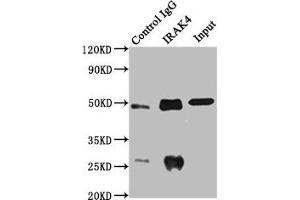 Immunoprecipitating IRAK4 in MCF-7 whole cell lysate Lane 1: Rabbit control IgG instead of ABIN7156752 in MCF-7 whole cell lysate. (IRAK4 antibody  (AA 1-220))