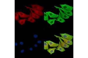 ABIN7097062 and ABIN7101129 staining Hela cells by IF/ICC. (C12orf53 antibody)