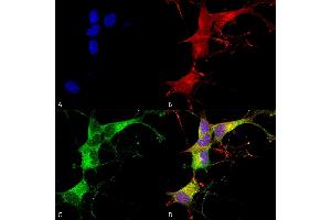 Immunocytochemistry/Immunofluorescence analysis using Mouse Anti-Ankyrin G Monoclonal Antibody, Clone S106-20 (ABIN2482461). (Ankyrin G antibody  (C-Term) (Atto 594))