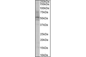 Antibody (0. (HNF4A antibody  (N-Term))