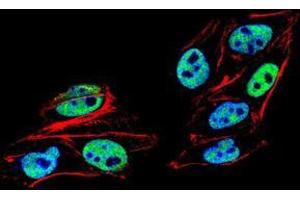 Immunofluorescence analysis of HeLa cells using PMS2 mouse mAb (green). (PMS2 antibody  (AA 748-851))