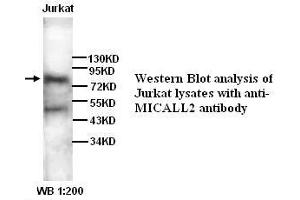 Image no. 1 for anti-MICAL-Like 2 (MICALL2) antibody (ABIN790899)