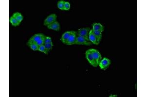 Immunofluorescent analysis of HepG2 cells using ABIN7150865 at dilution of 1:100 and Alexa Fluor 488-congugated AffiniPure Goat Anti-Rabbit IgG(H+L) (DNAH12 antibody  (AA 2423-2632))