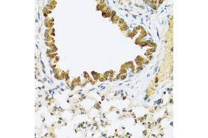 Immunohistochemistry of paraffin-embedded mouse lung using FAM20A antibody. (FAM20A antibody  (AA 140-240))