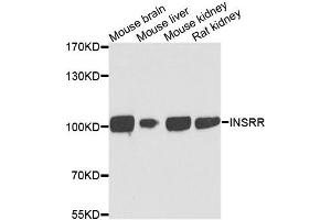 Western blot analysis of extracts of various cells, using INSRR antibody. (INSRR antibody)