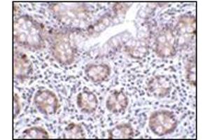 Immunohistochemistry of LSD1 in human small intestine tissue with this product at 2 μg/ml. (LSD1 antibody  (Center))