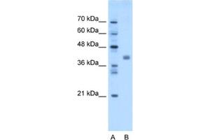 Western Blotting (WB) image for anti-Transmembrane Protein 59-Like (TMEM59L) antibody (ABIN2463023) (TMEM59L antibody)