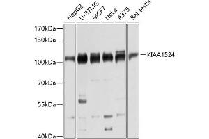 Western blot analysis of extracts of various cell lines, using KI antibody (ABIN6128778, ABIN6142850, ABIN6142851 and ABIN6215877) at 1:3000 dilution. (KIAA1524 antibody  (AA 681-905))