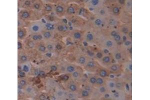 IHC-P analysis of Mouse Tissue, with DAB staining. (NNMT antibody  (AA 127-249))