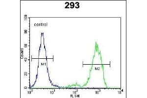SPDYE5 Antibody (N-term) (ABIN655699 and ABIN2845152) flow cytometric analysis of 293 cells (right histogram) compared to a negative control cell (left histogram). (SPDYE5 antibody  (N-Term))