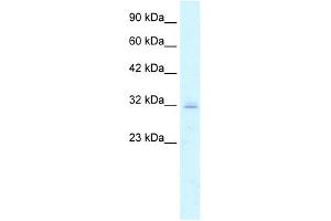 Claudin 15 antibody used at 5 ug/ml to detect target protein.