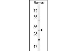DNAJB13 Antibody (Center) (ABIN654838 and ABIN2844507) western blot analysis in Ramos cell line lysates (35 μg/lane). (DNAJB13 antibody  (AA 176-205))