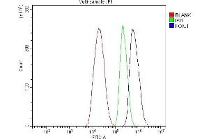 Flow Cytometry analysis of HepG2 cells using anti-FOXJ1 antibody (ABIN7601015). (FOXJ1 antibody  (AA 27-405))