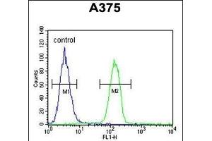 GSN Antibody (N-term) (ABIN6242369 and ABIN6578987) flow cytometric analysis of  cells (right histogram) compared to a negative control cell (left histogram). (Gelsolin antibody  (N-Term))
