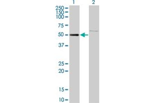 ZNF92 anticorps  (AA 490-586)