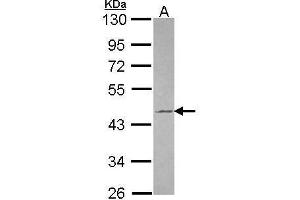 WB Image Sample (30 ug of whole cell lysate) A: JurKat 10% SDS PAGE antibody diluted at 1:1000 (TUFT1 antibody)