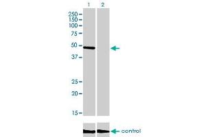 Western blot analysis of CREB3 over-expressed 293 cell line, cotransfected with CREB3 Validated Chimera RNAi (Lane 2) or non-transfected control (Lane 1).