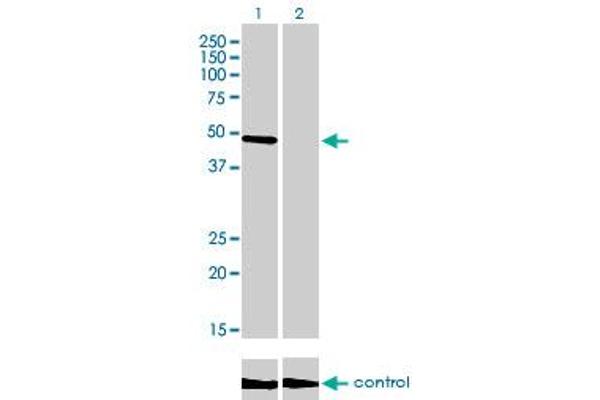 CREB3 anticorps  (AA 273-371)