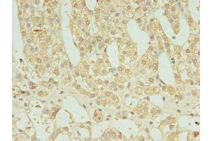 Immunohistochemistry of paraffin-embedded human adrenal gland tissue using ABIN7165402 at dilution of 1:100 (FAM136A antibody  (AA 2-138))